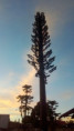 /album/galeria-de-fotos/torre-sequoia-1-jpg/